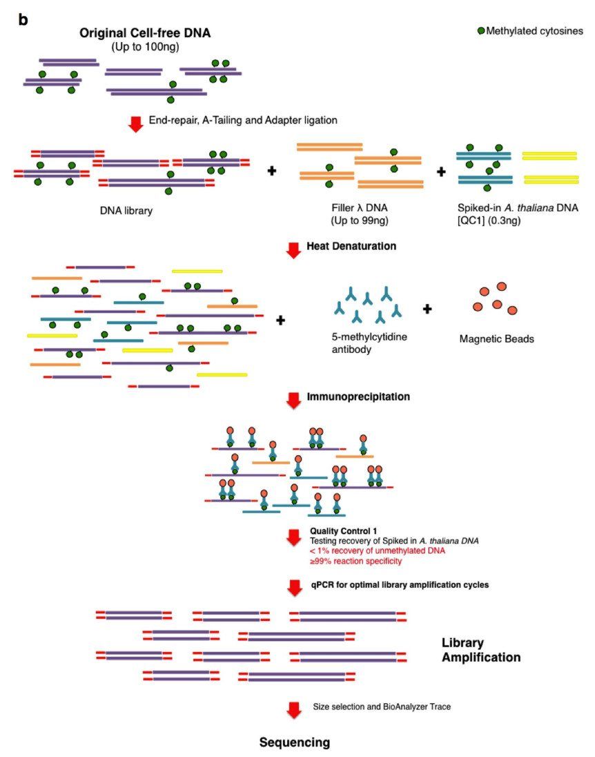 Workflow illustration of the cfMeDIP–seq technique for cfDNA methylation profiling (Shen et al., 2018)